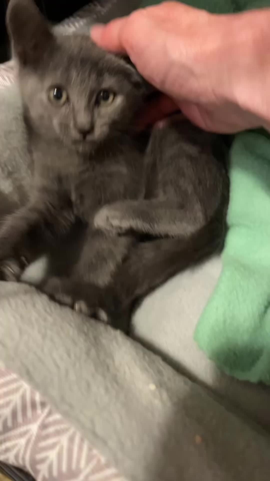 @motel cats
