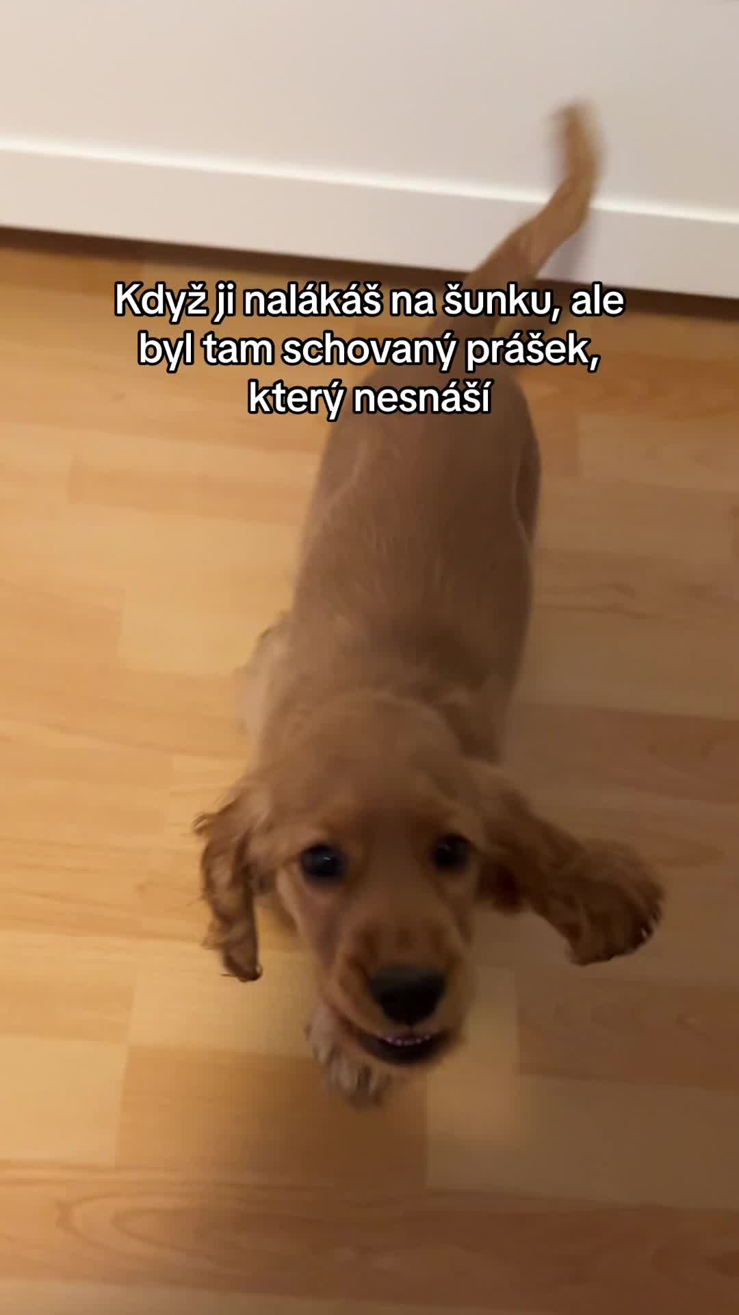 @🎀 Nicole Šáchová 🎀