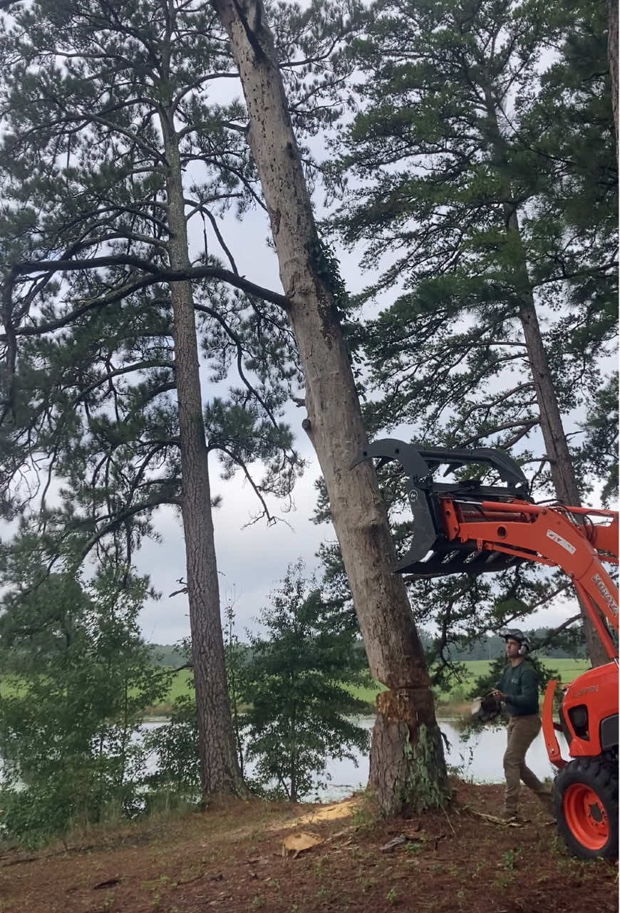 @The Tree Assassins