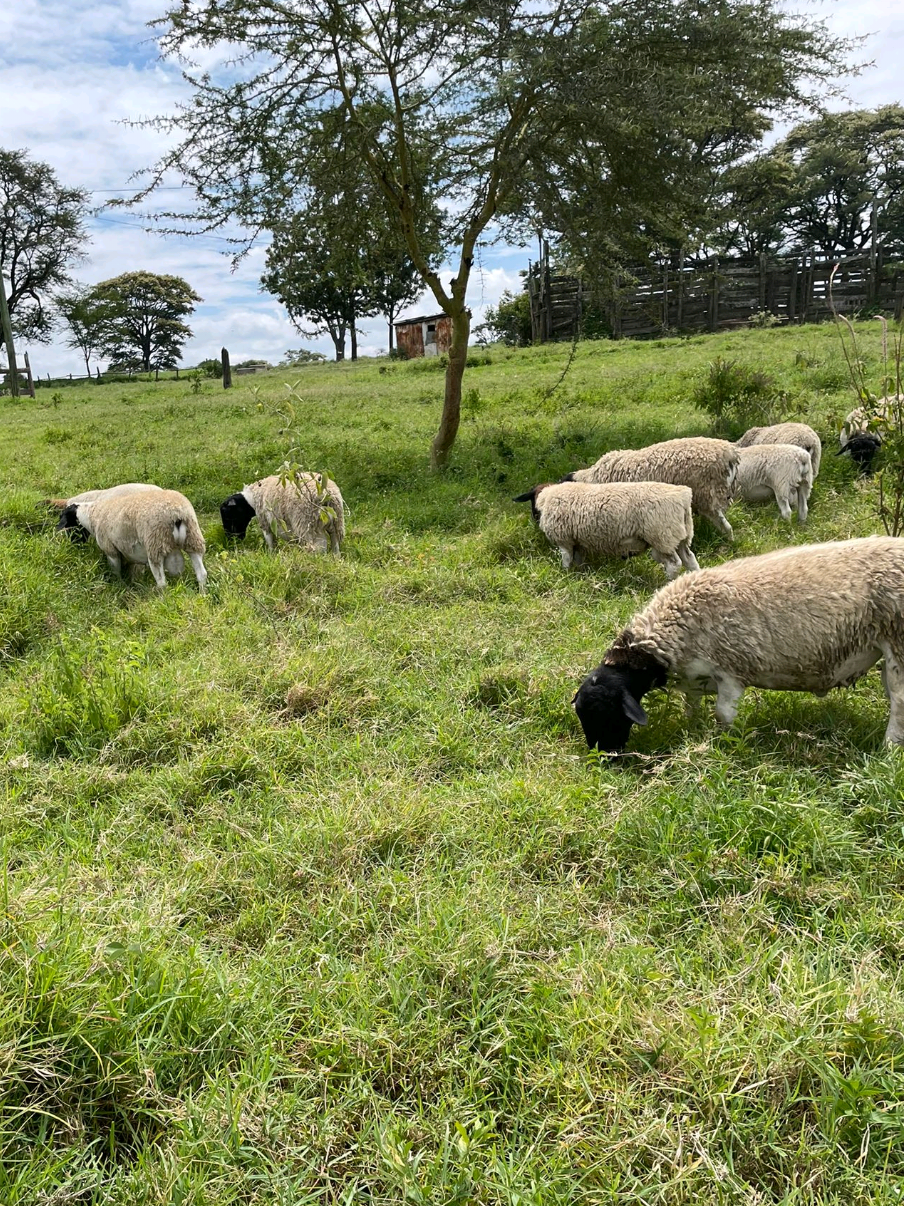 @DorperfarmsKE