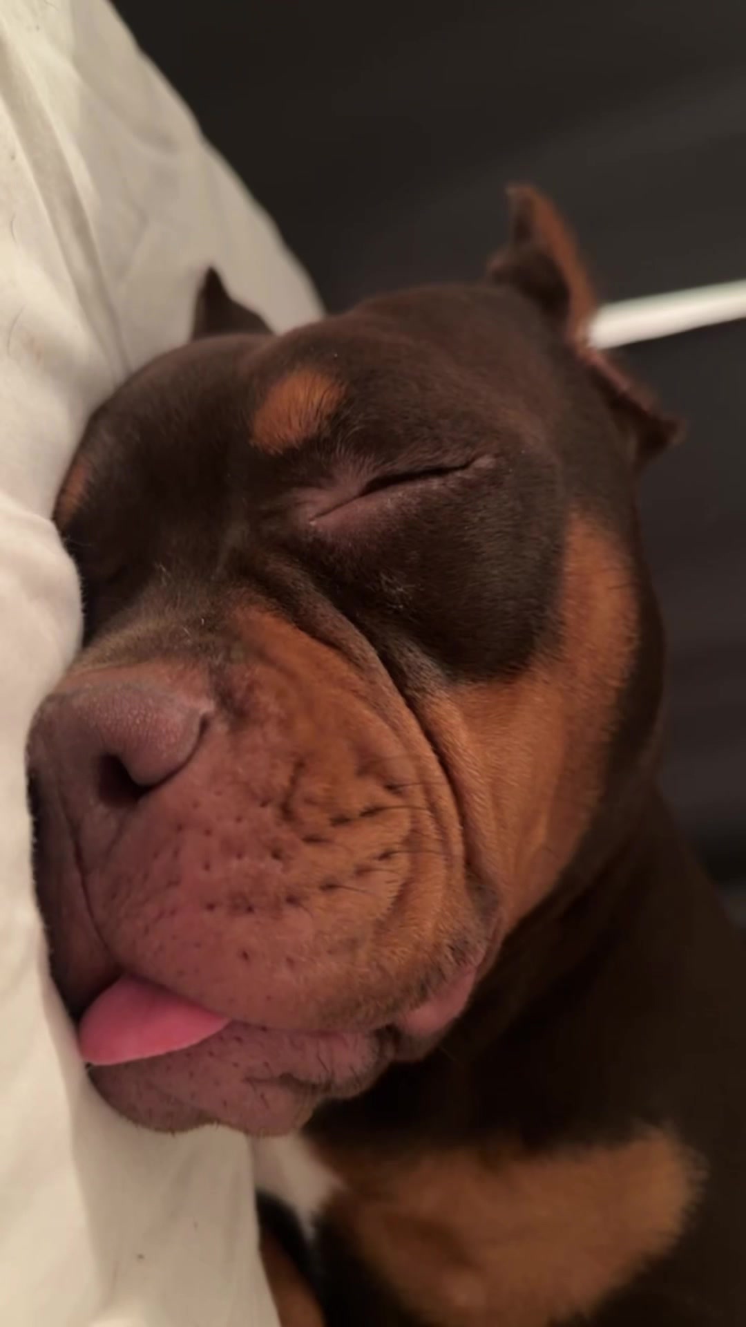 @Beautybullskennel🤍