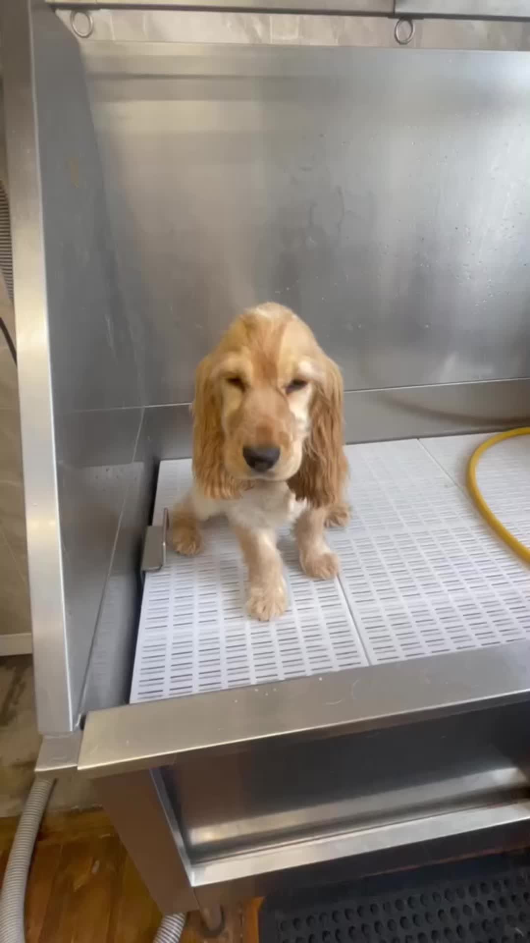 @Pet Angels