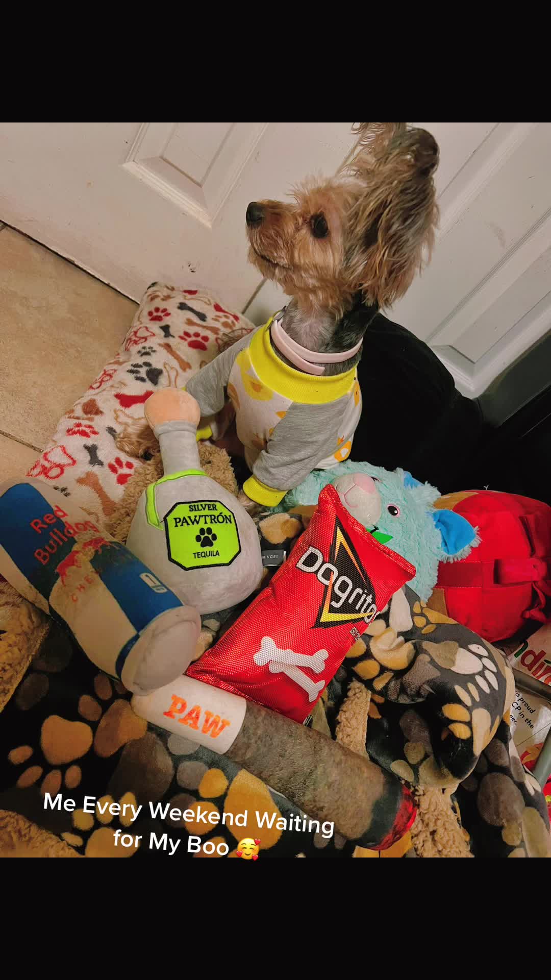 @GucciAndMiMiTheGreatYorkies