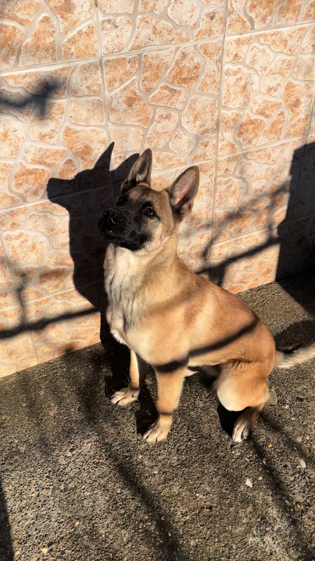 @The_belgian_malinois