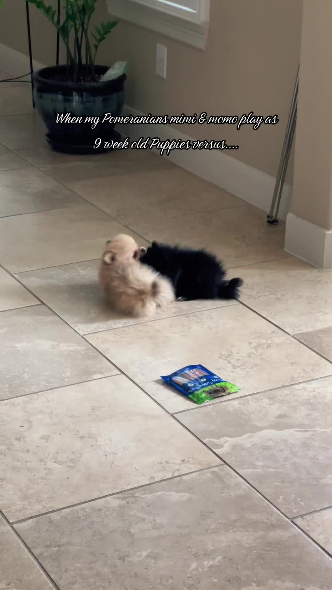 @mimi & momo