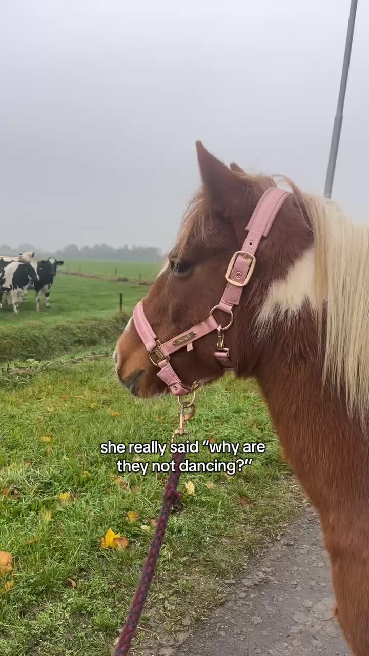 @idh_horses