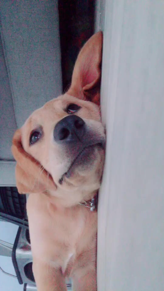 @Xena the dog