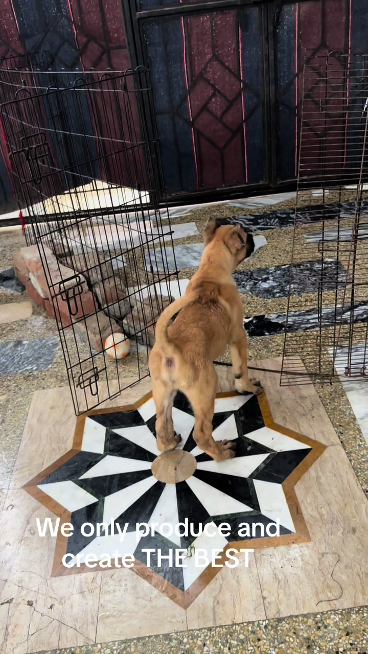@AJK PRESA CANARIOS🇵🇰🐶