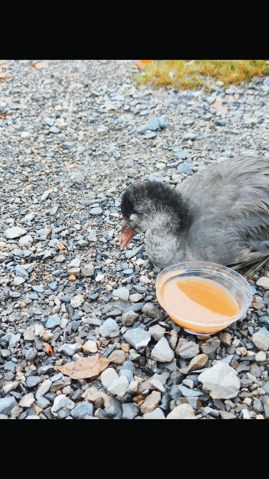 @Tess_FlyCrow