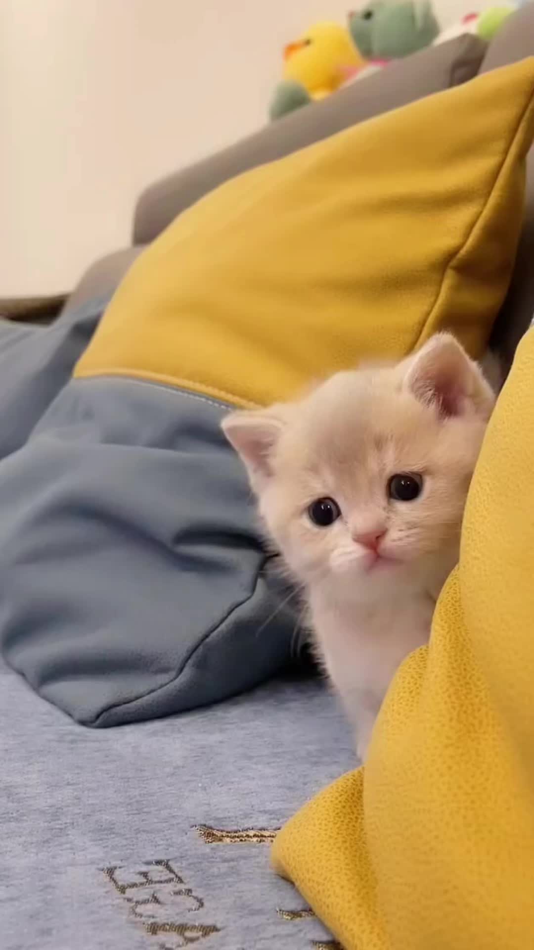 @Cute_babys