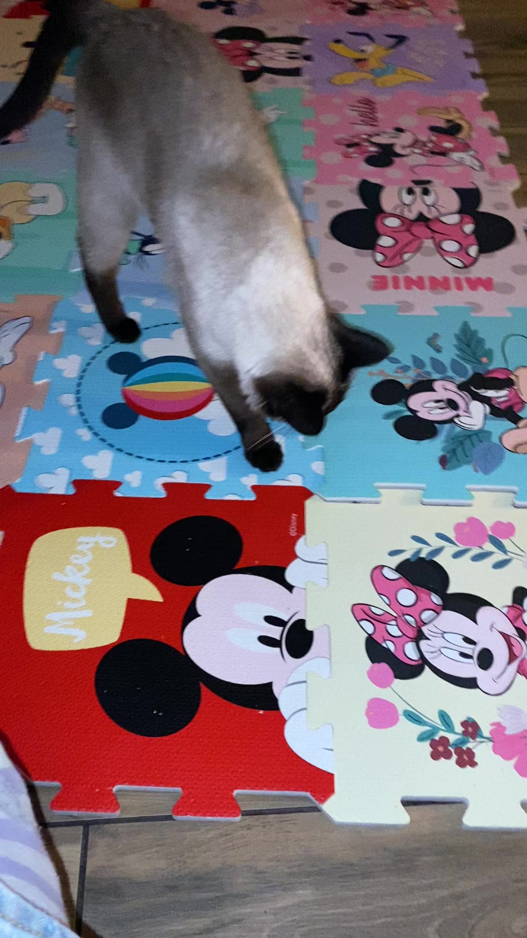 @Blueberry Eyes Cat