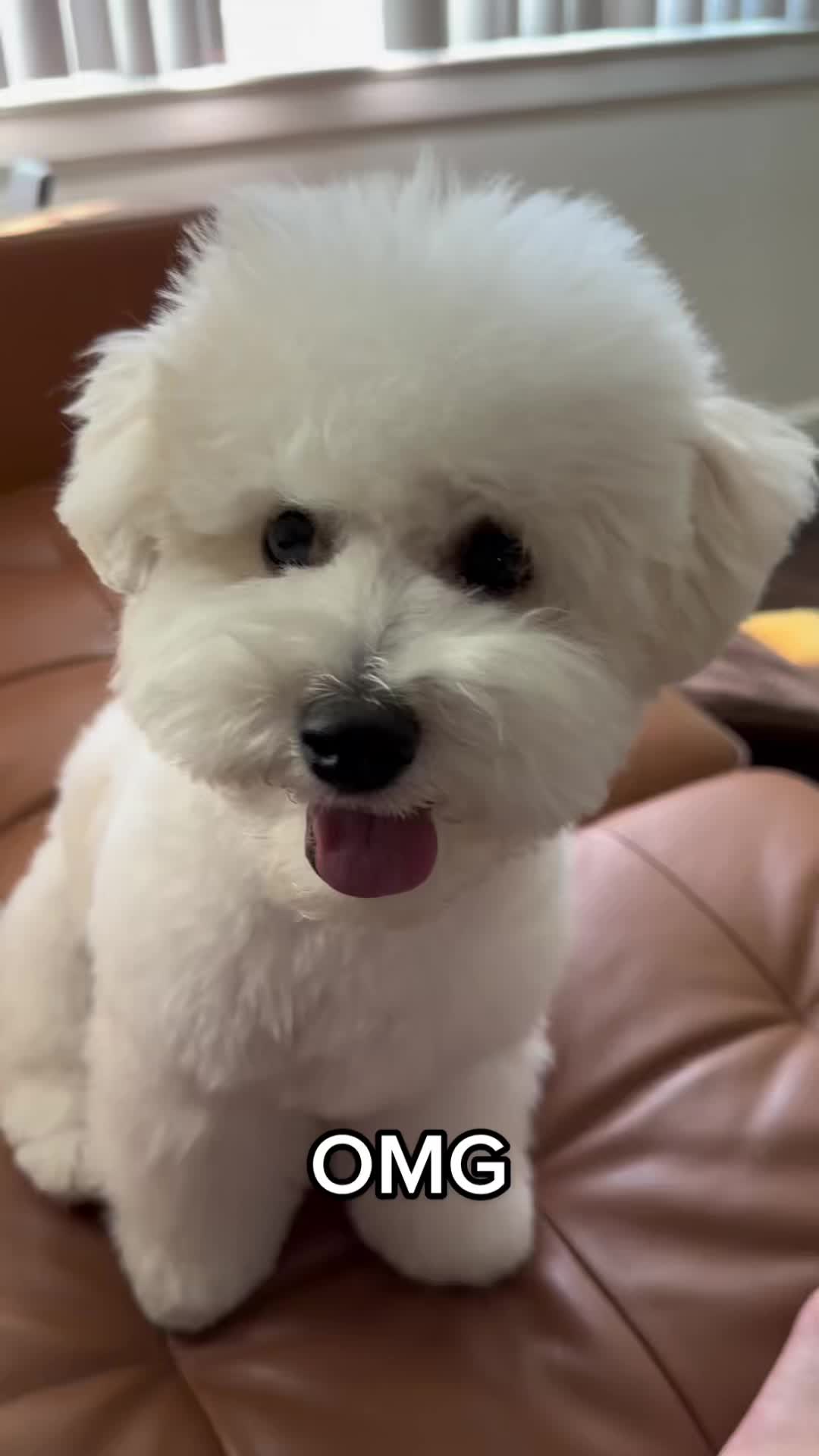 @Rui the Bichon