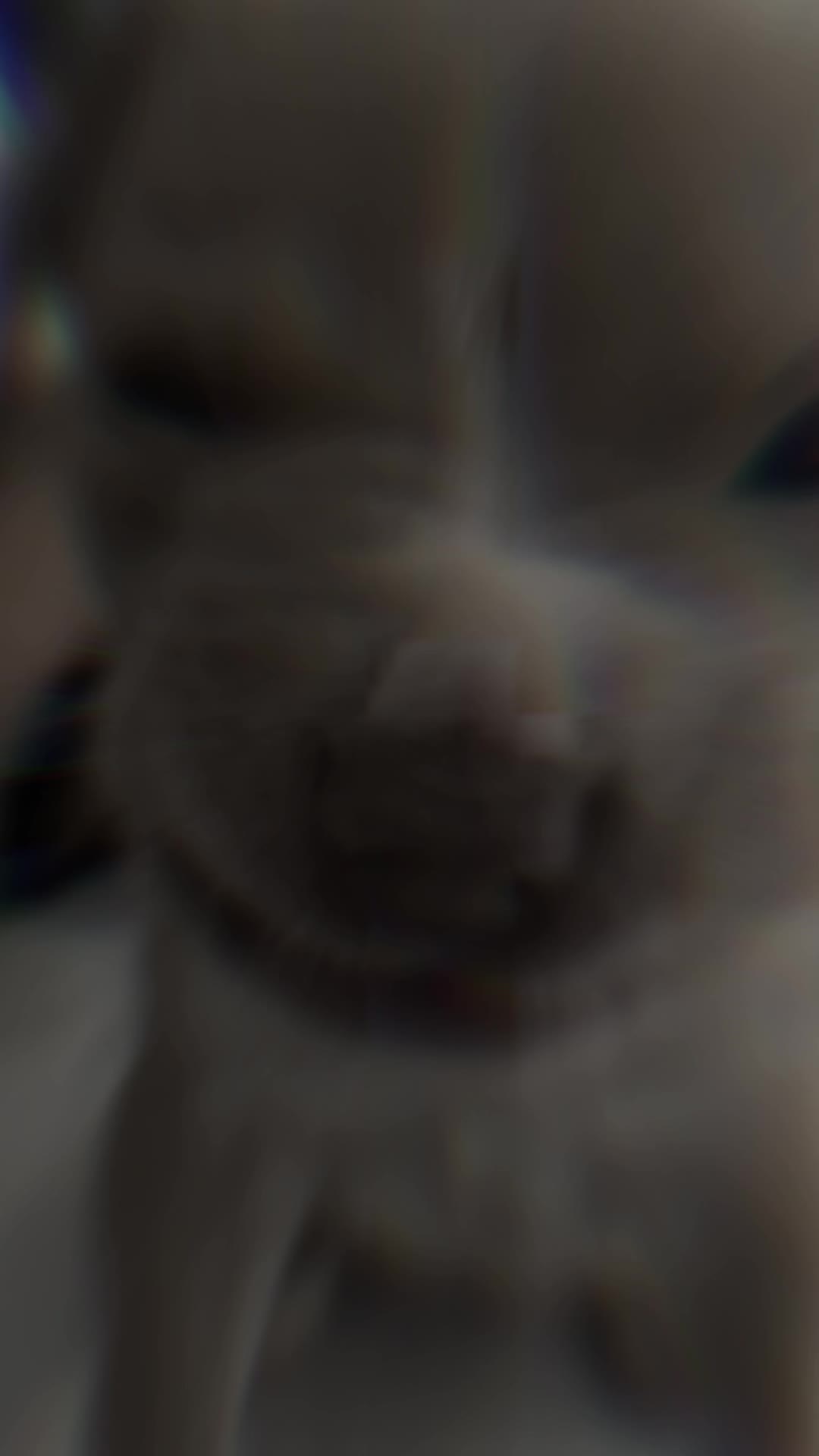 @crazy hamster