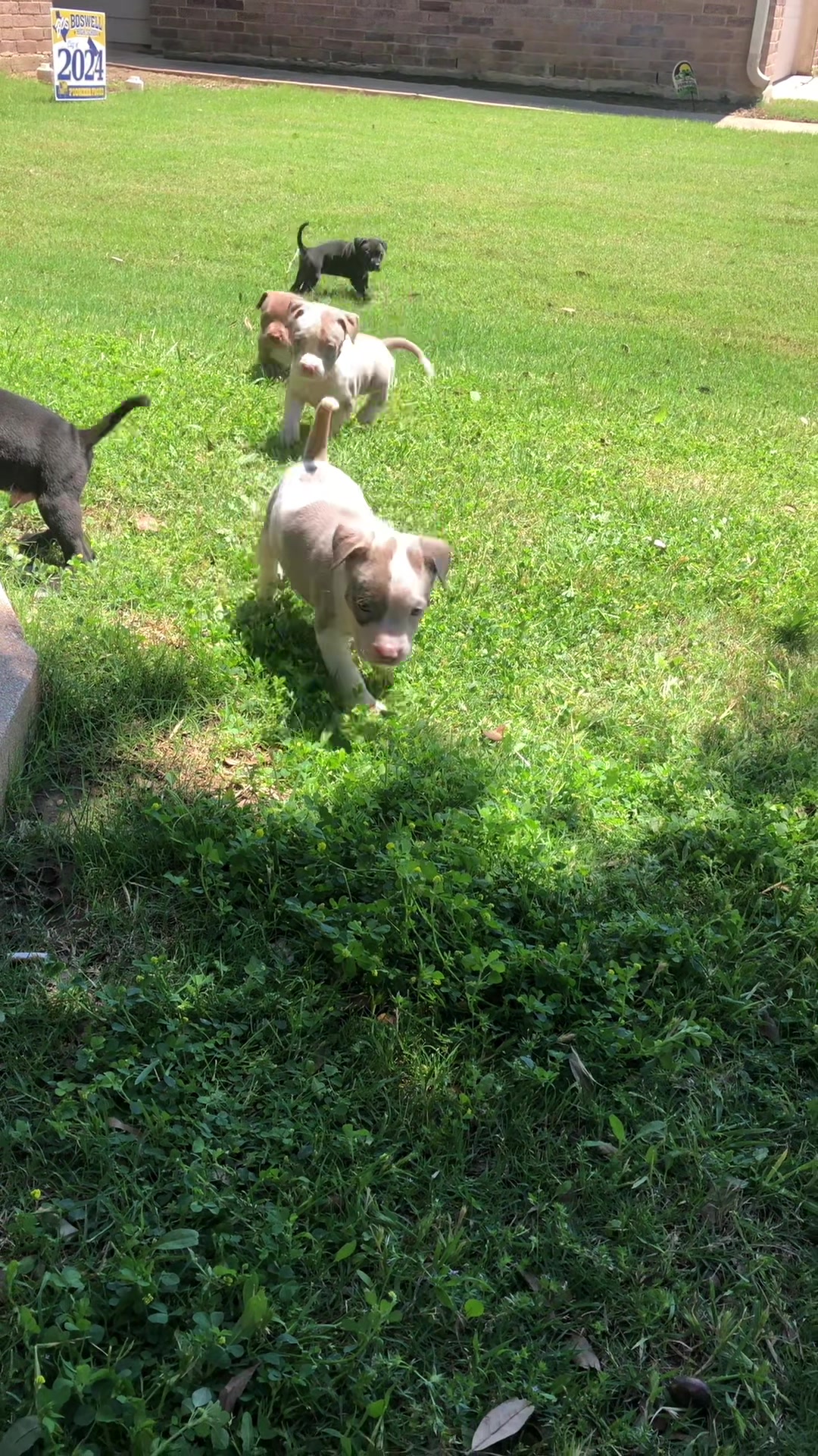 @Fort Worth Pit Puppies