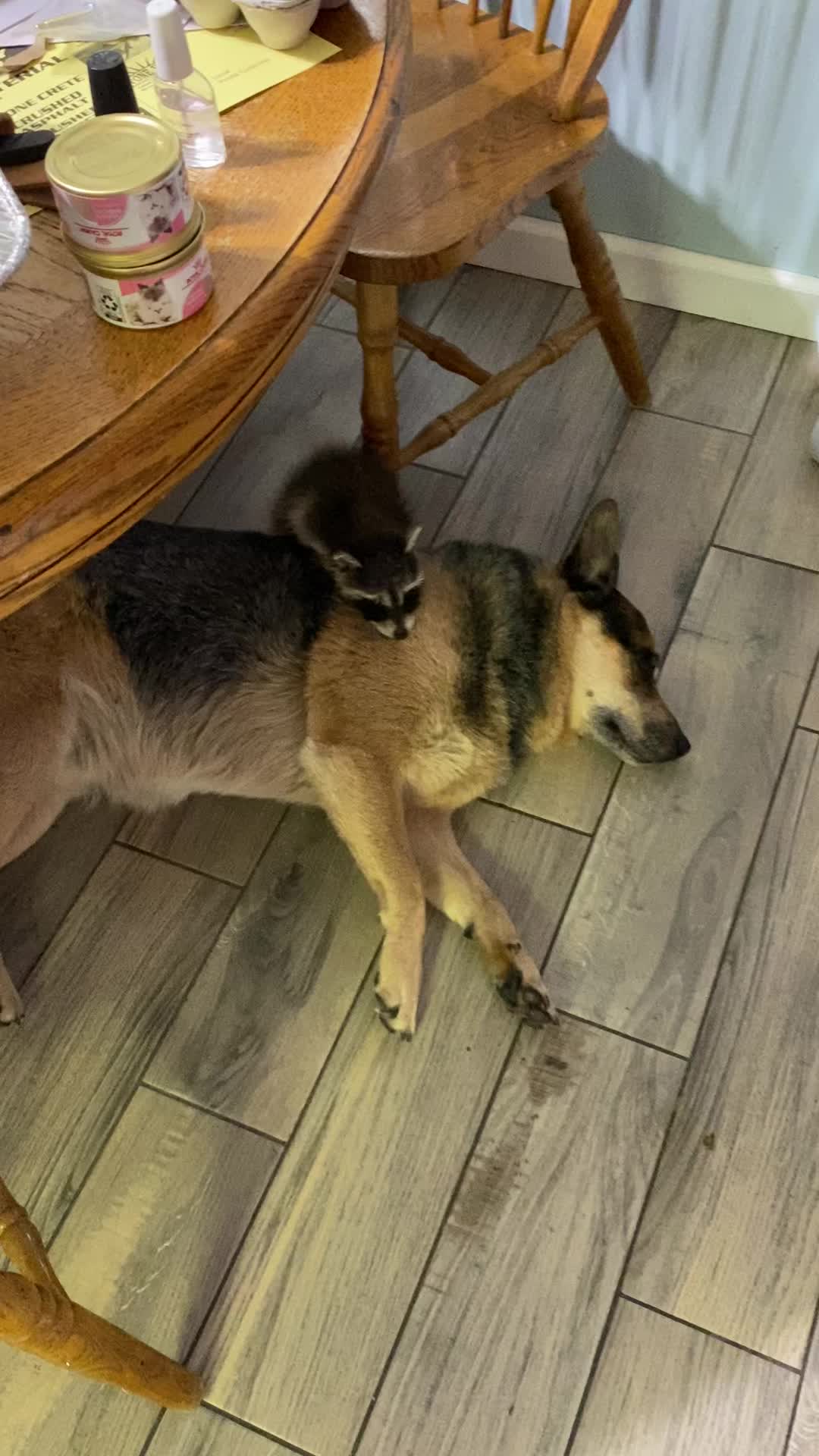 @Loki the raccoon