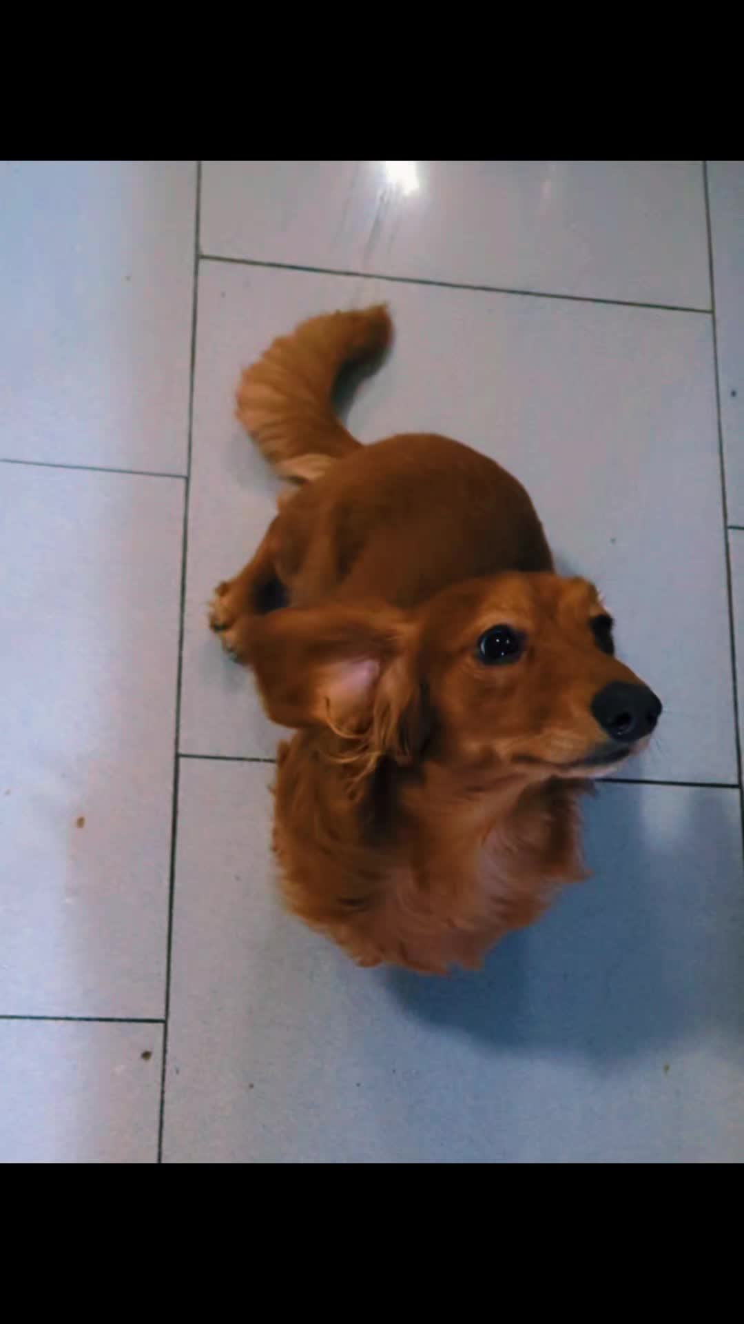 @dachshundclowning