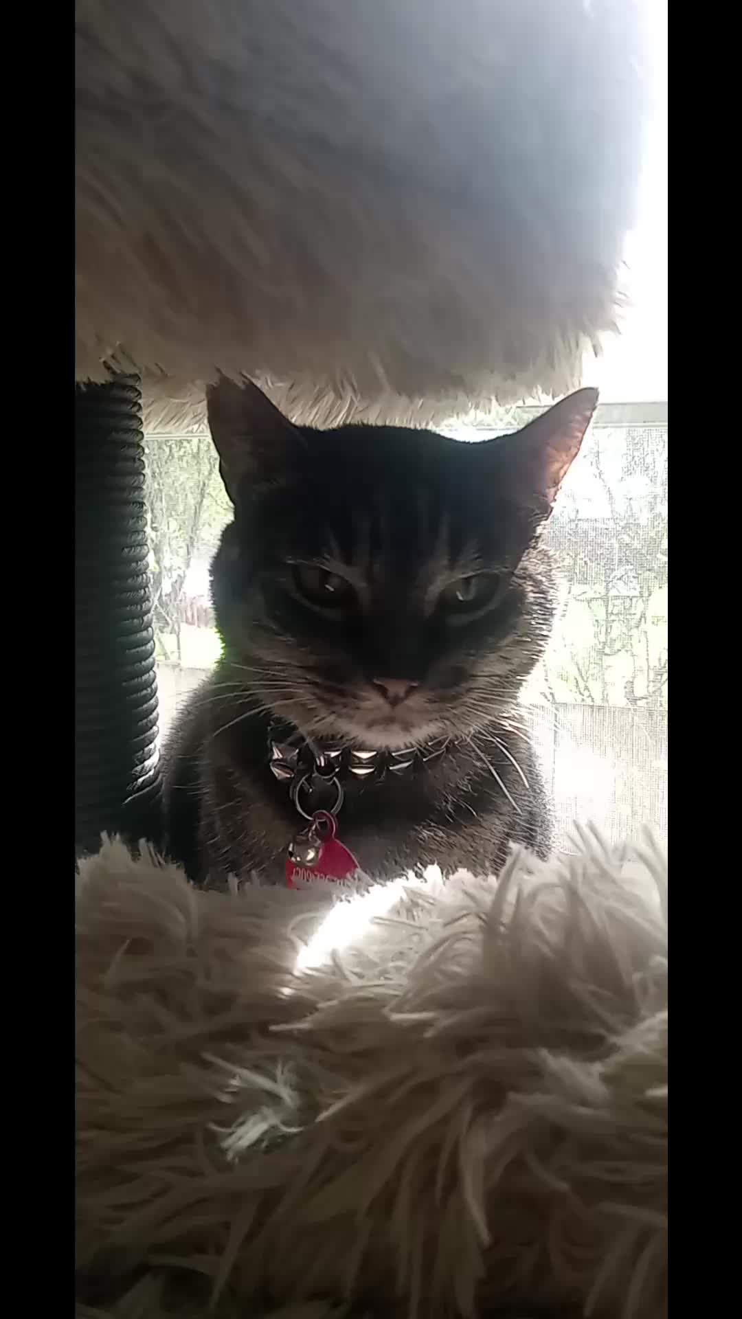 @Relaxcat_Tigerjames