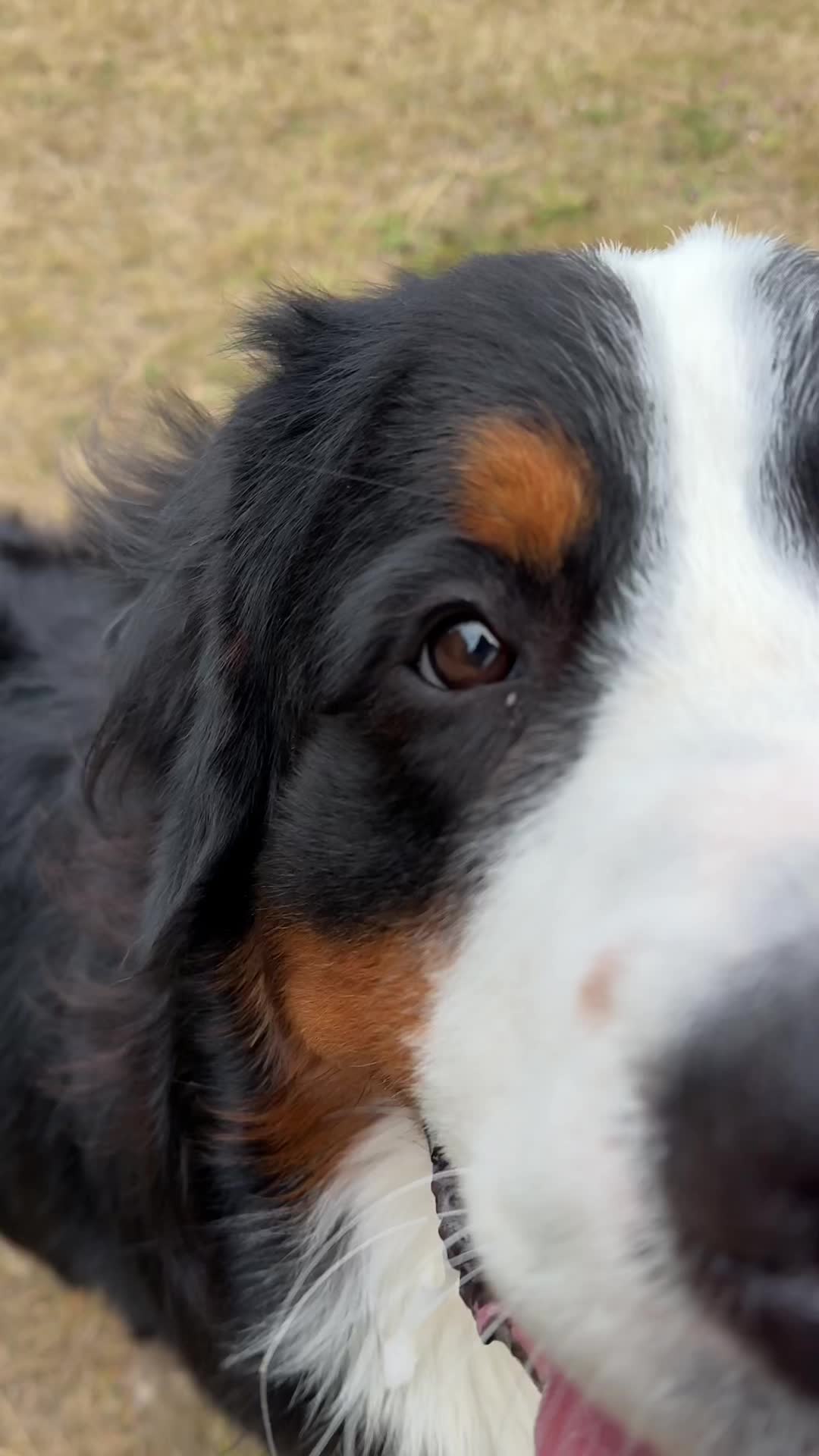 @GorgeousGeorge