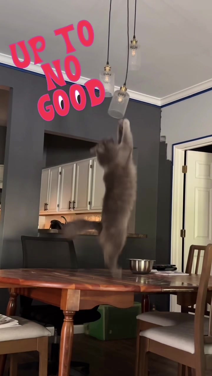 @three_meows_and_a_lady