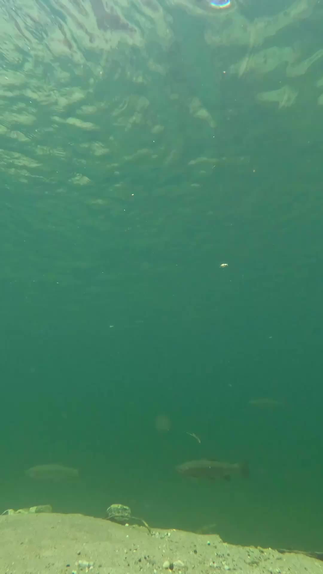 @The Fishly