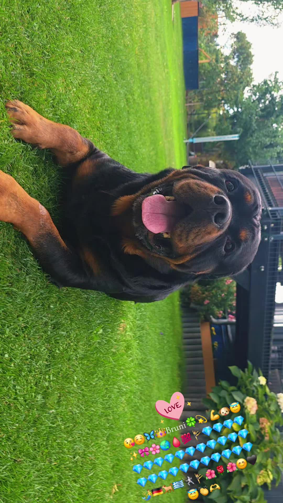 @Rottweiler Bruno