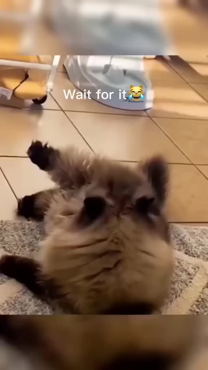 @pawfriends