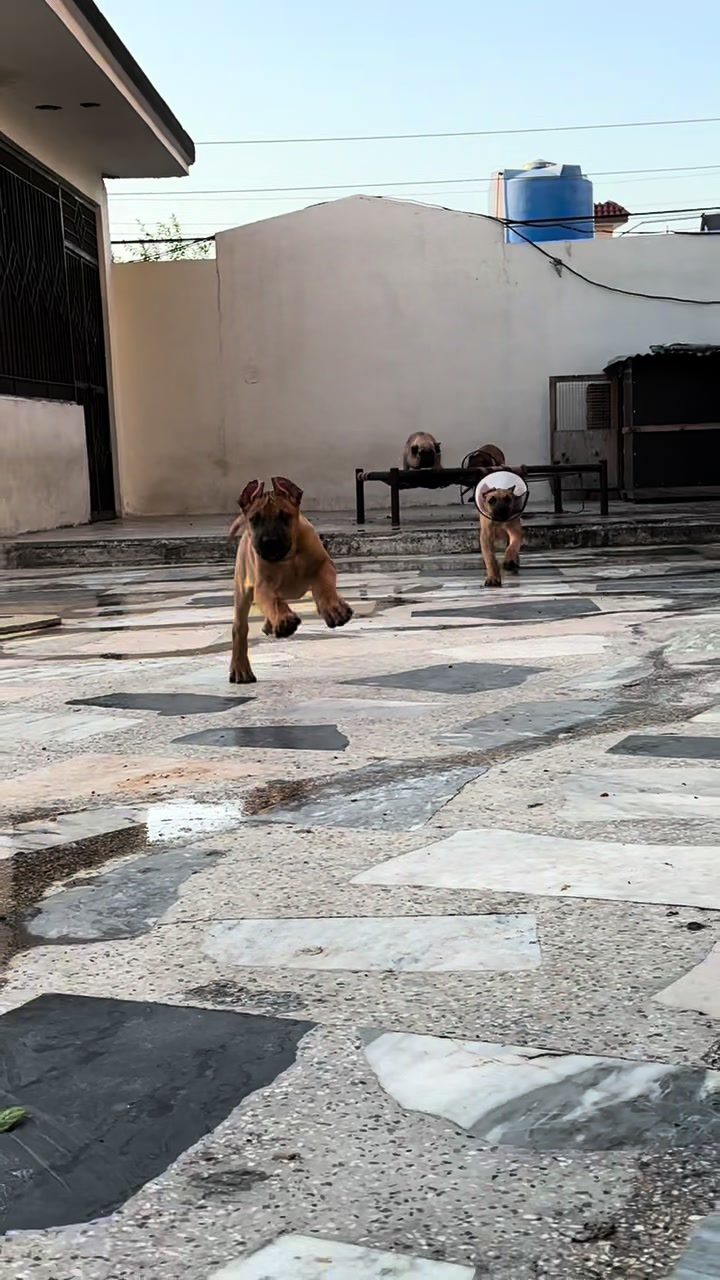 @AJK PRESA CANARIOS🇵🇰🐶