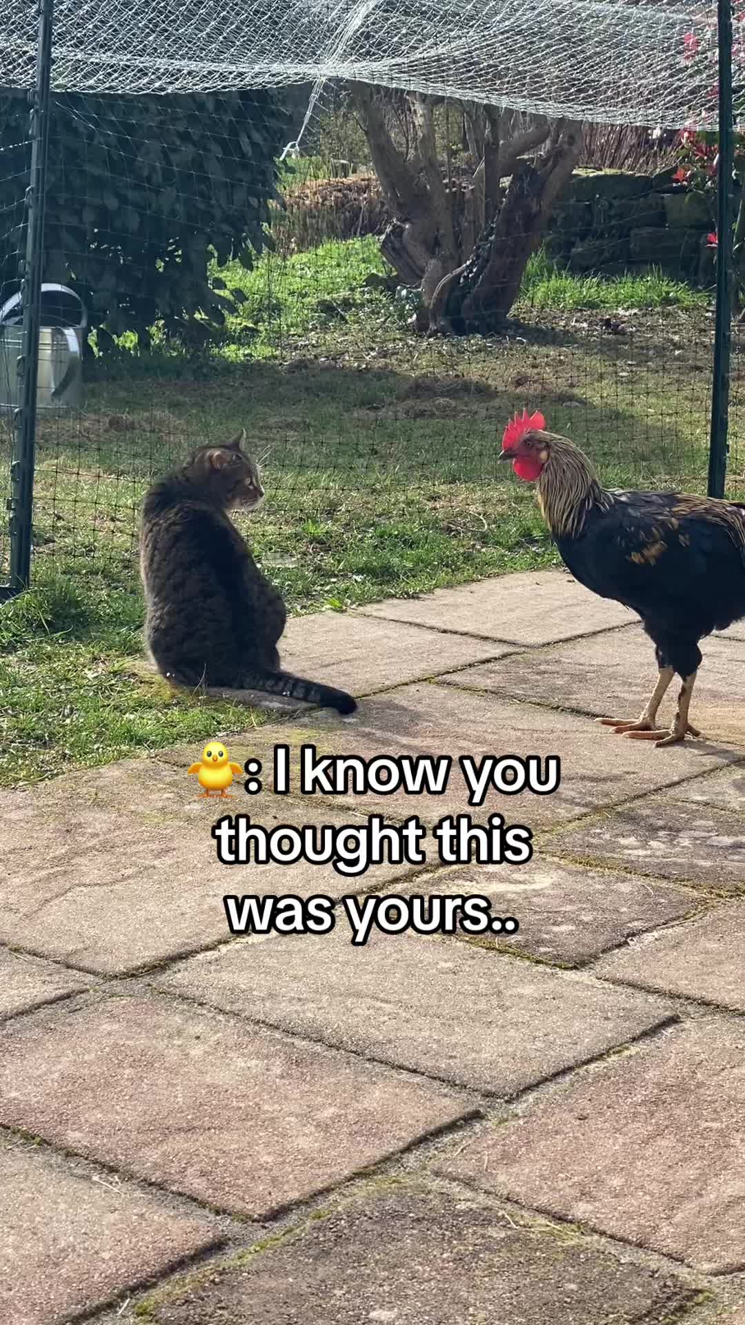 @Marielethecat