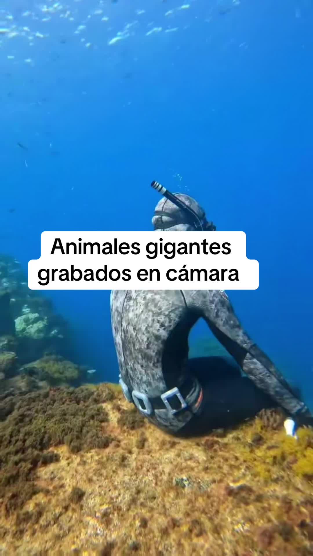 @CURIOSIDADES