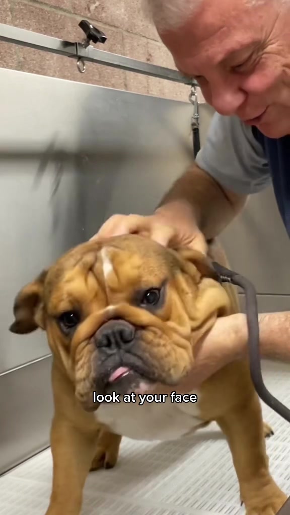 @Dogromat Pet Groomers