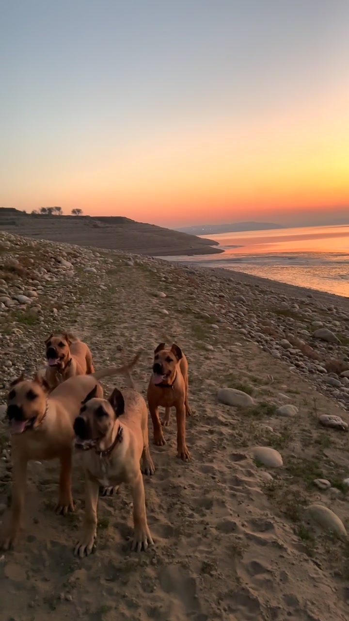 @AJK PRESA CANARIOS🇵🇰🐶