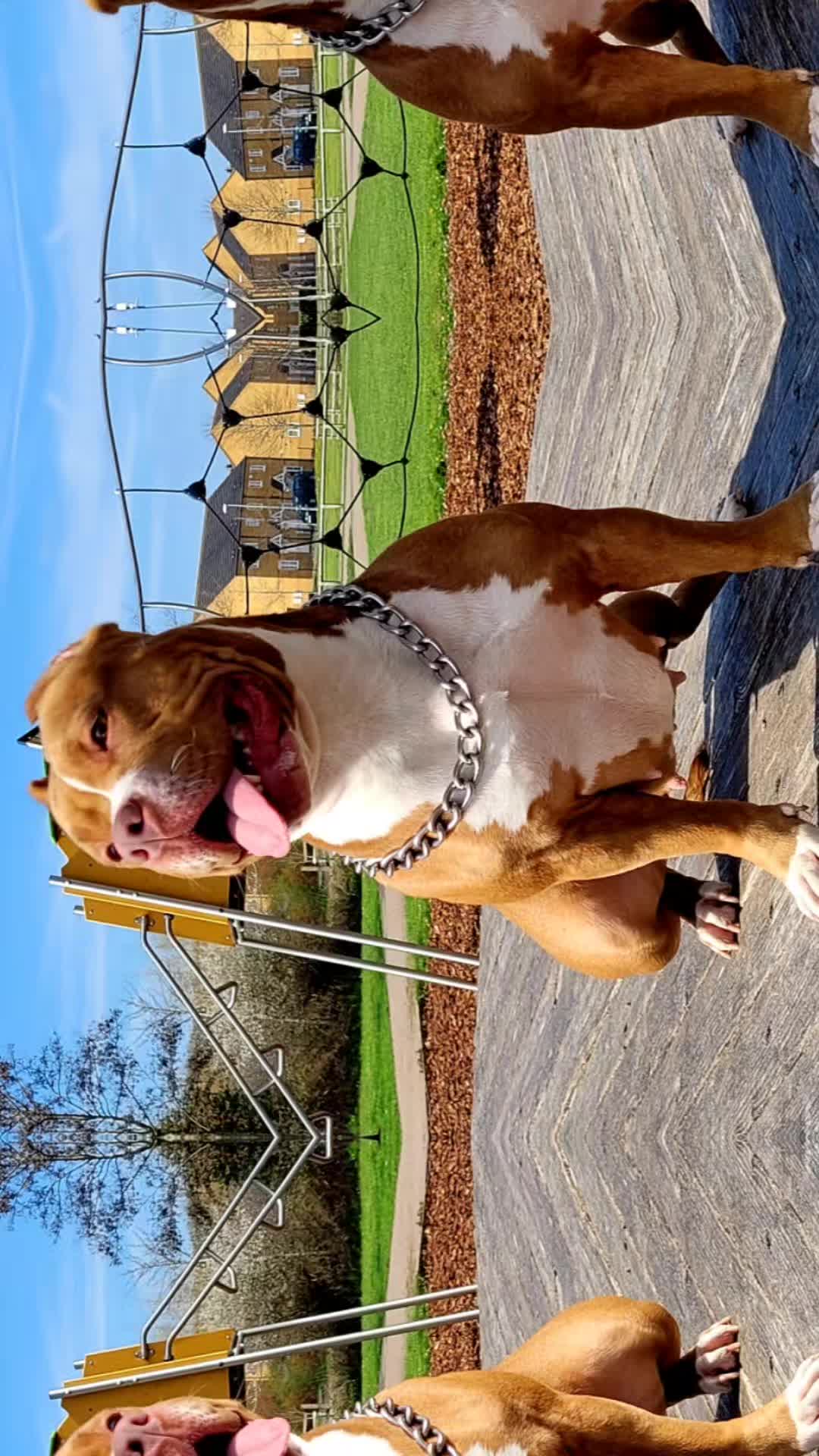 @🐾BULLY💗MOM🐾