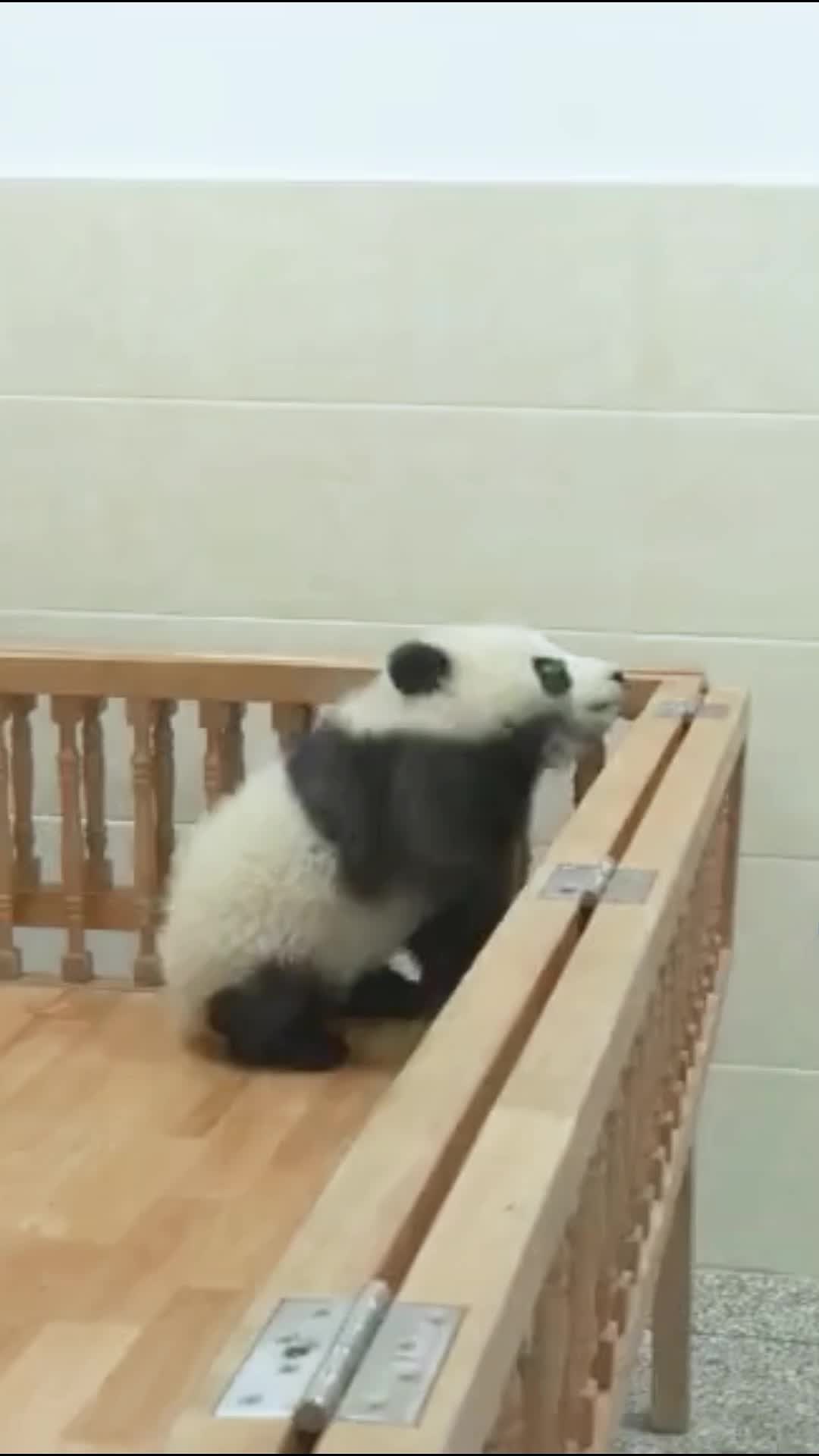 @cute little guy