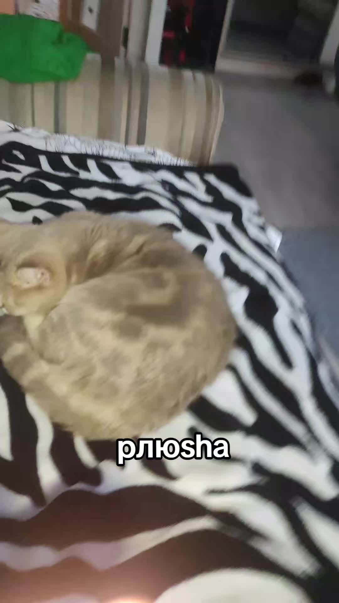 @pлюsha