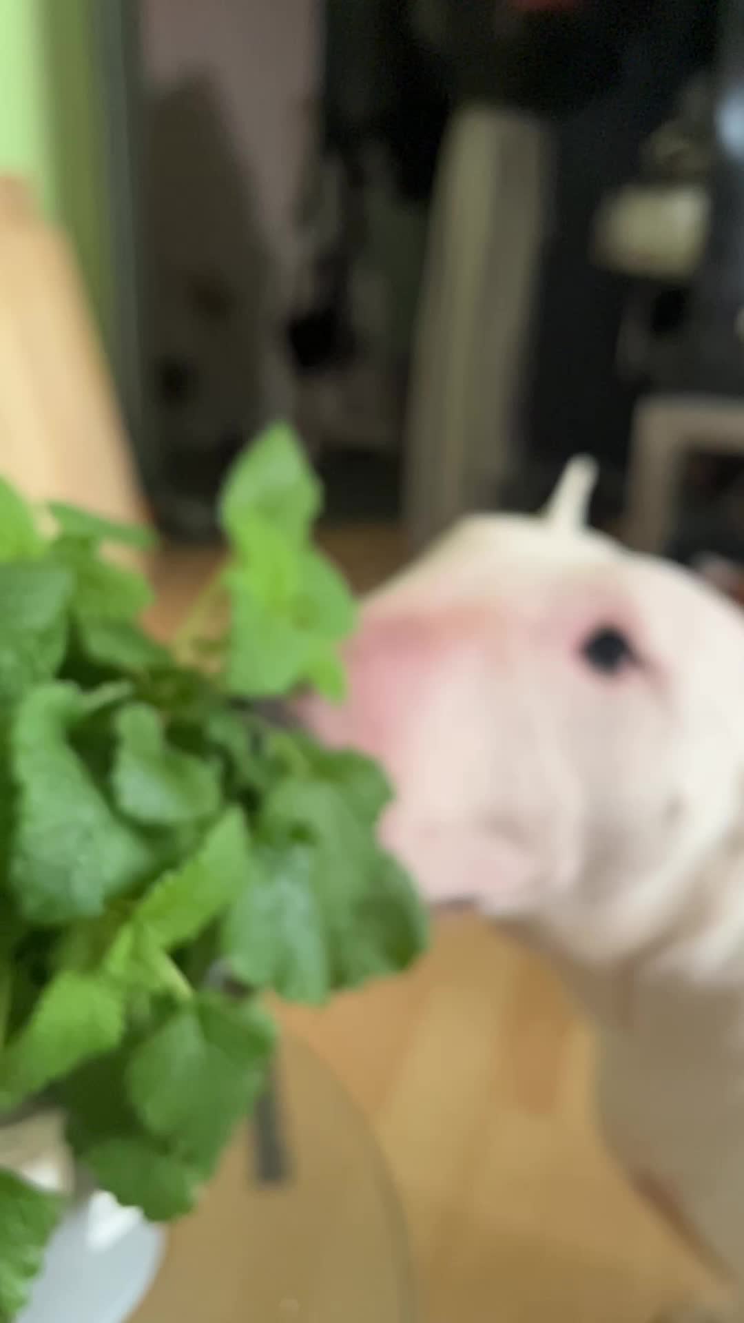 @BullTerrierlove Baby Bella
