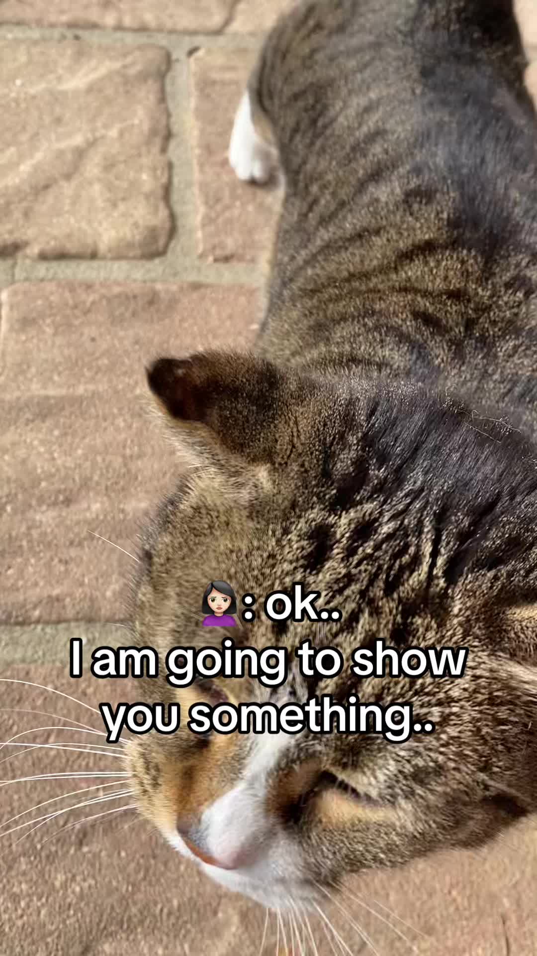 @Marielethecat