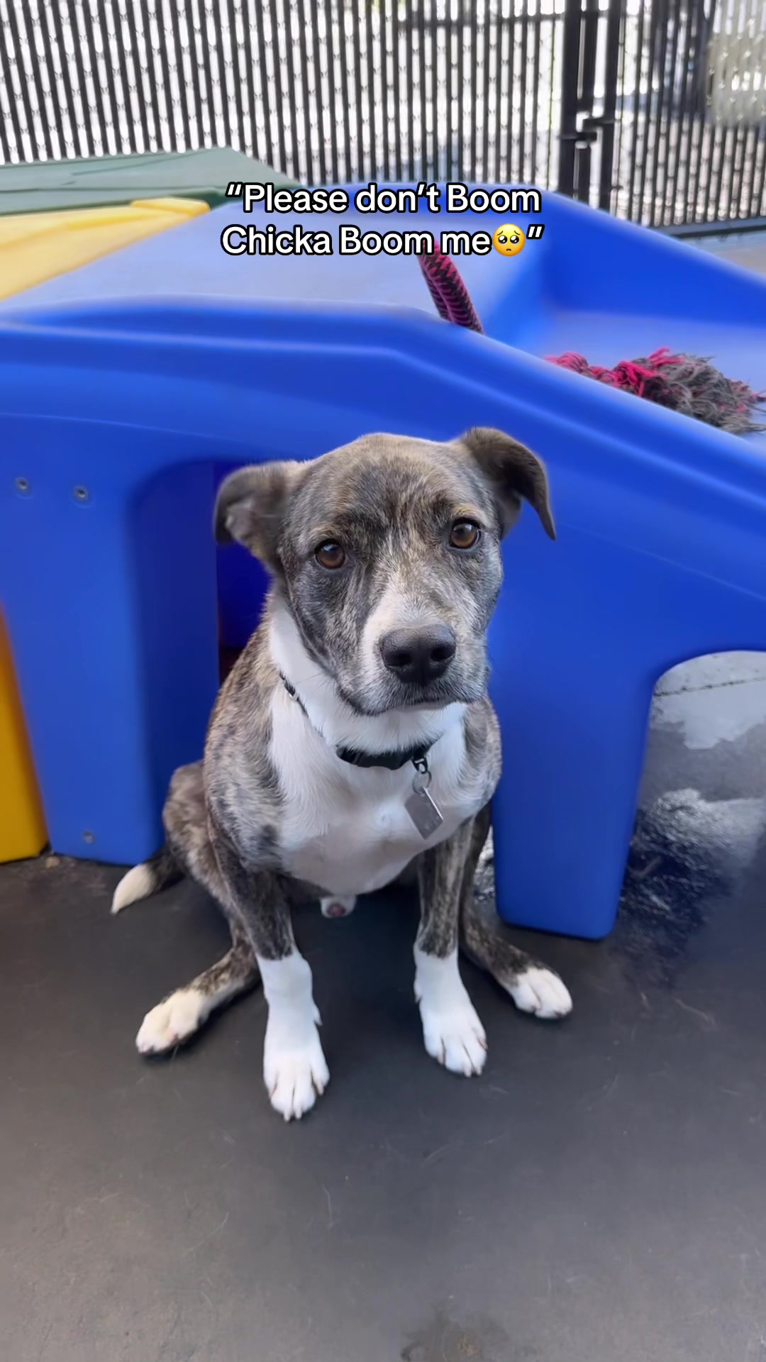 @Dogromat Pet Groomers