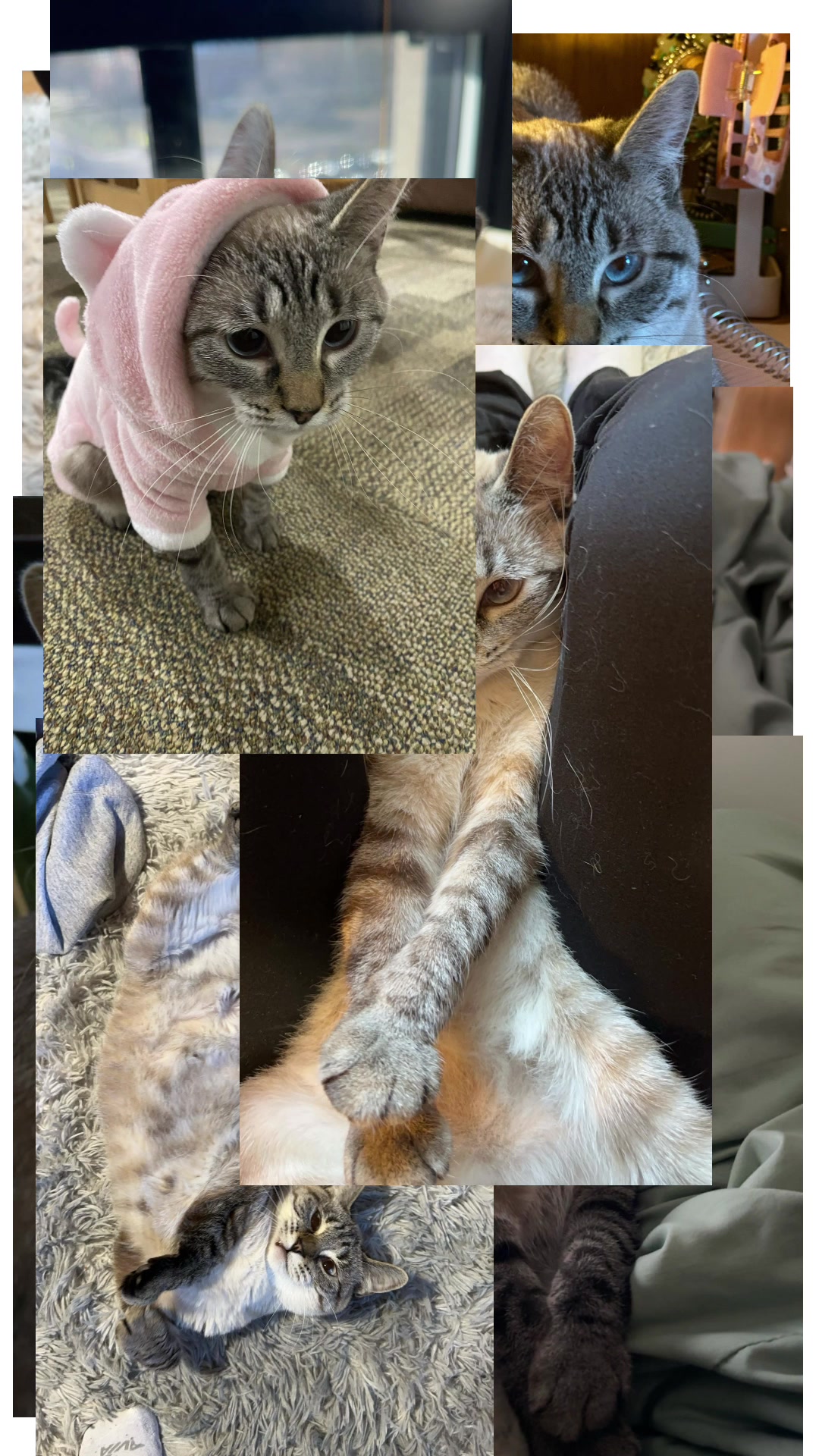 @willowthecollegecat
