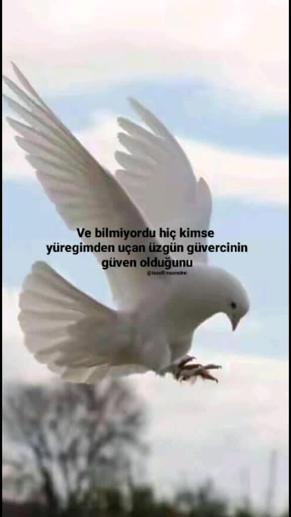 @Tesellimsensinn