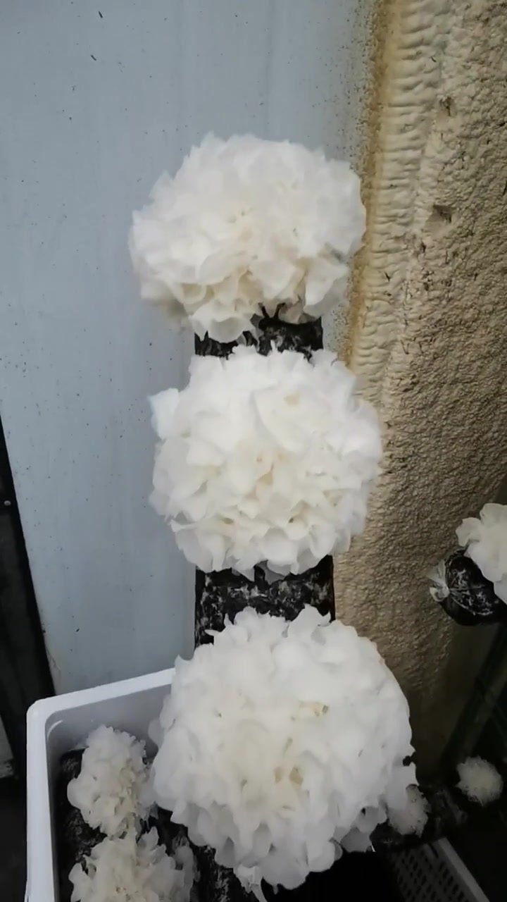@satrisemushroom