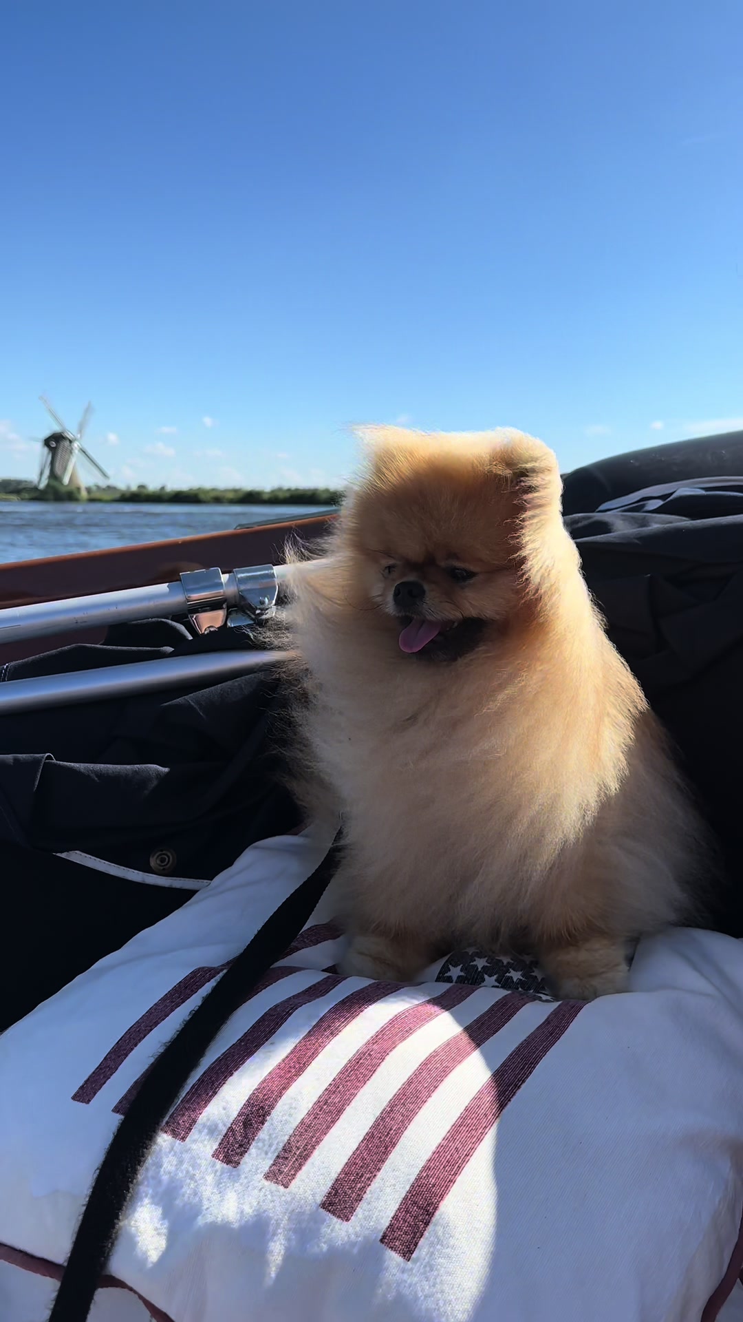 @yoshi.thepom