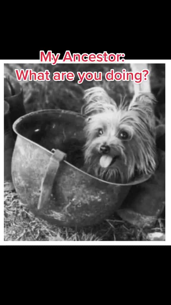 @Biewer Terrier World