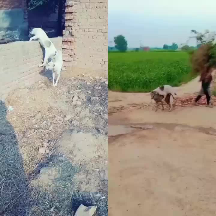@Rashid Ali Sadhak
