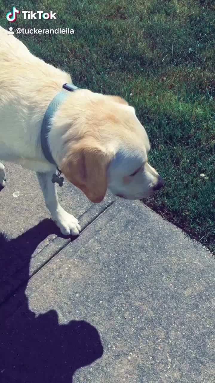 @Tuckerpuppy