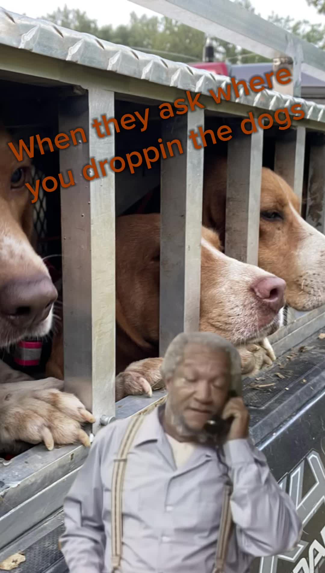@Under the fence kennels