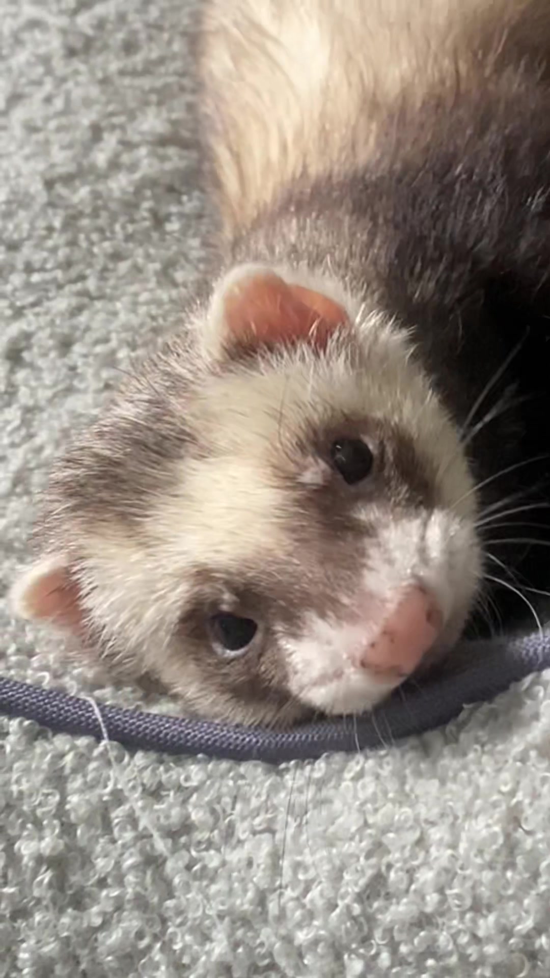 @FerretFiesta