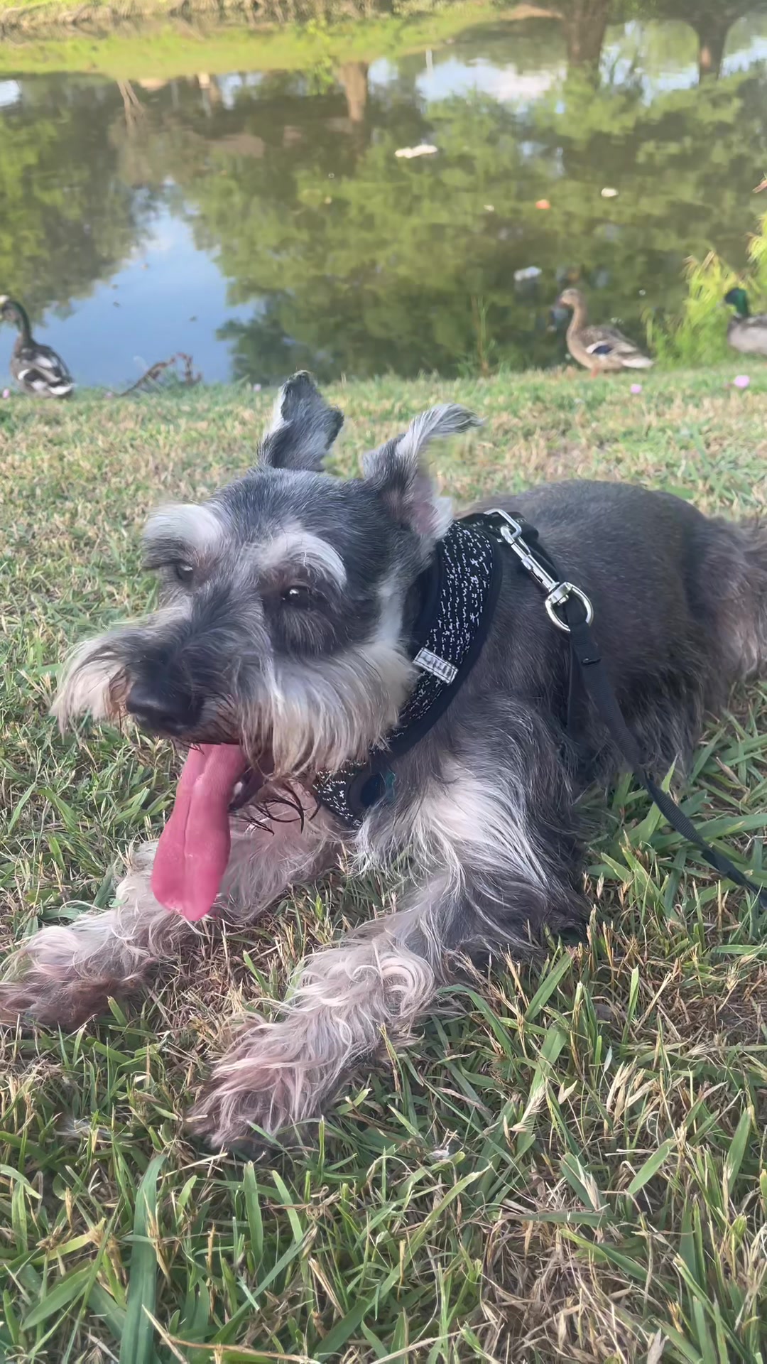 @🐶🐾