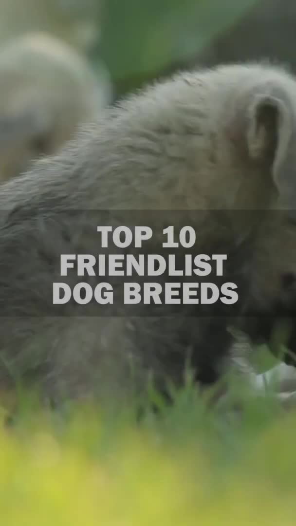 @Dog all Around