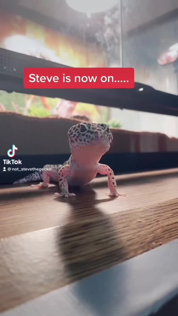 @Steve