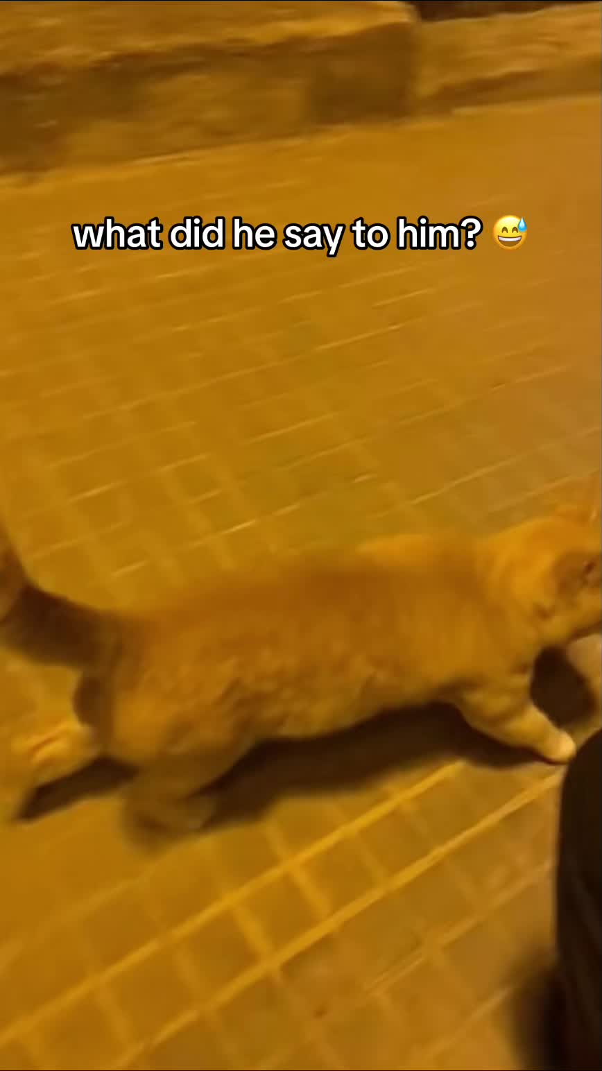 @Meeko